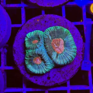 Favia sp. “turtle”, frag medium – ALLEVATE DA NOI