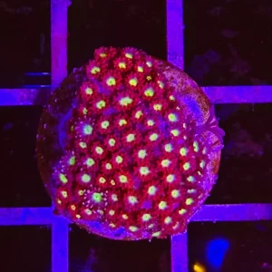 Bernardpora/goniopora Stutchburyi – ultra red – small