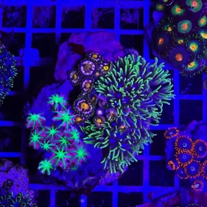 Composizione: briareum, zoanthus, anthelia