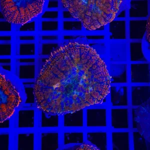 Rhodactis walkable desert