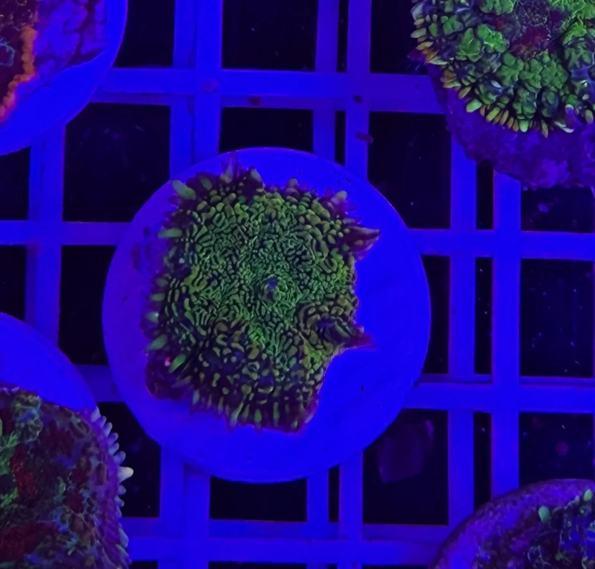 Rhodactis circuit - immagine 2