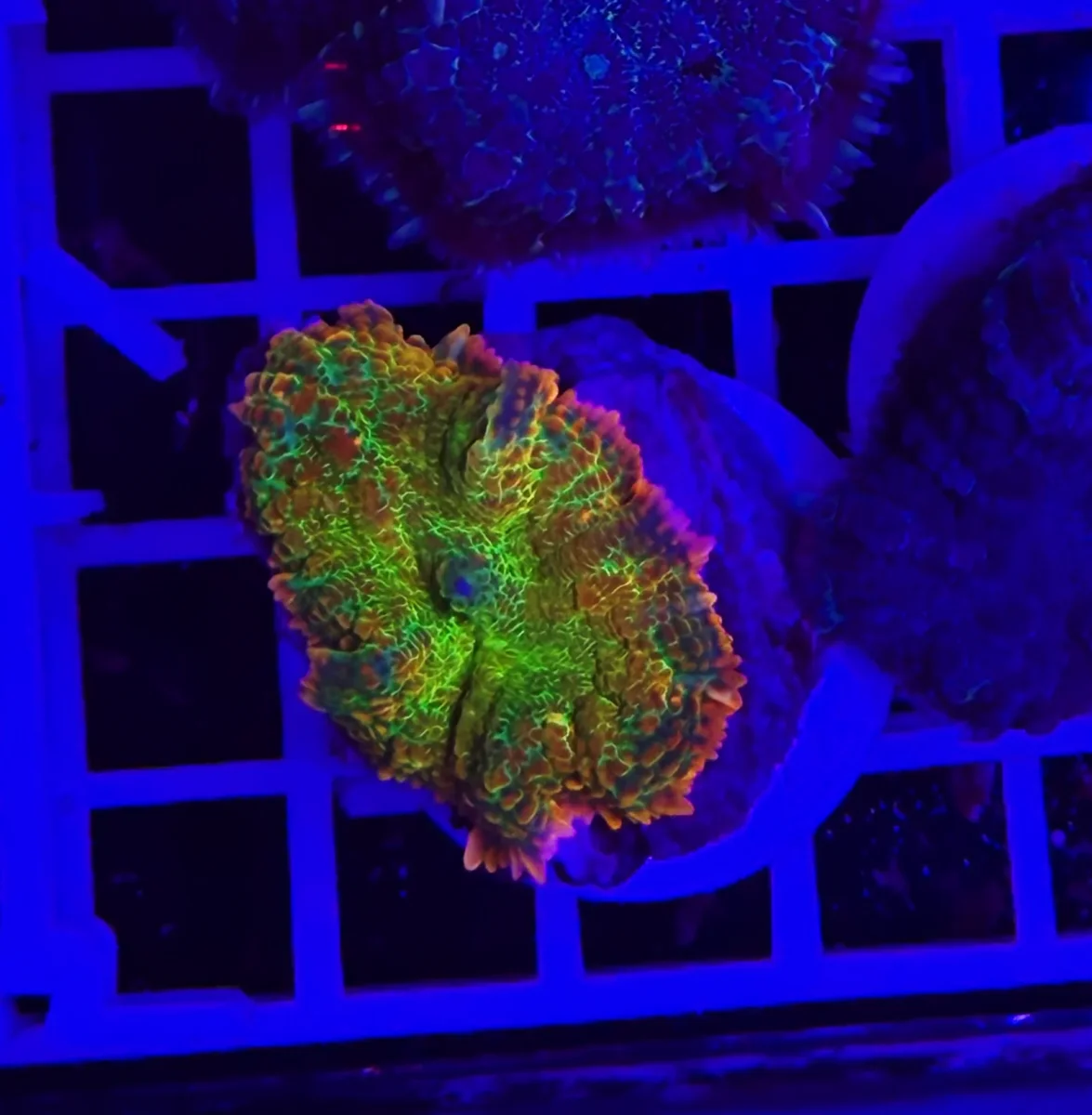 Rhodactis chili pepper - immagine 2