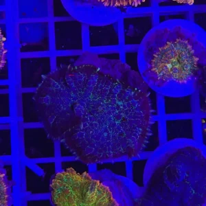 Rhodactis distinct purple