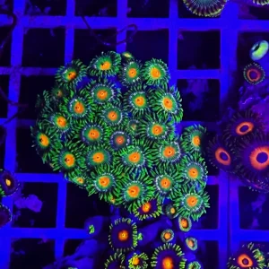 Zoanthus lemongrass – large, GRADO A