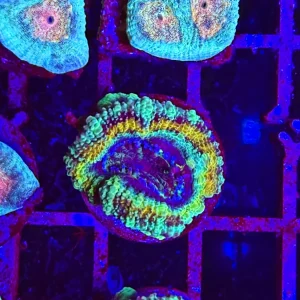 Acanthastrea lordhowensis “green dragon”