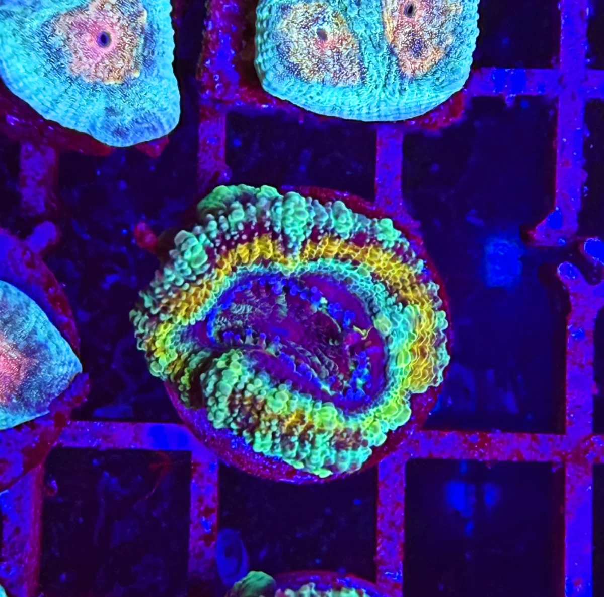 Acanthastrea lordhowensis “green dragon”