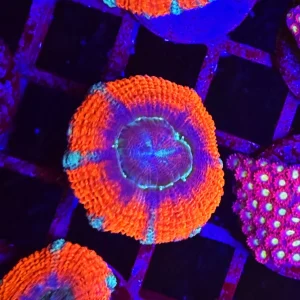 Acanthastrea lordhowensis “fire station”