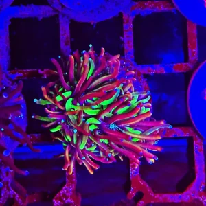 Galaxea fascicularis – green soul