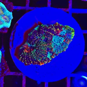 Acanthastrea echinata “galaxy”