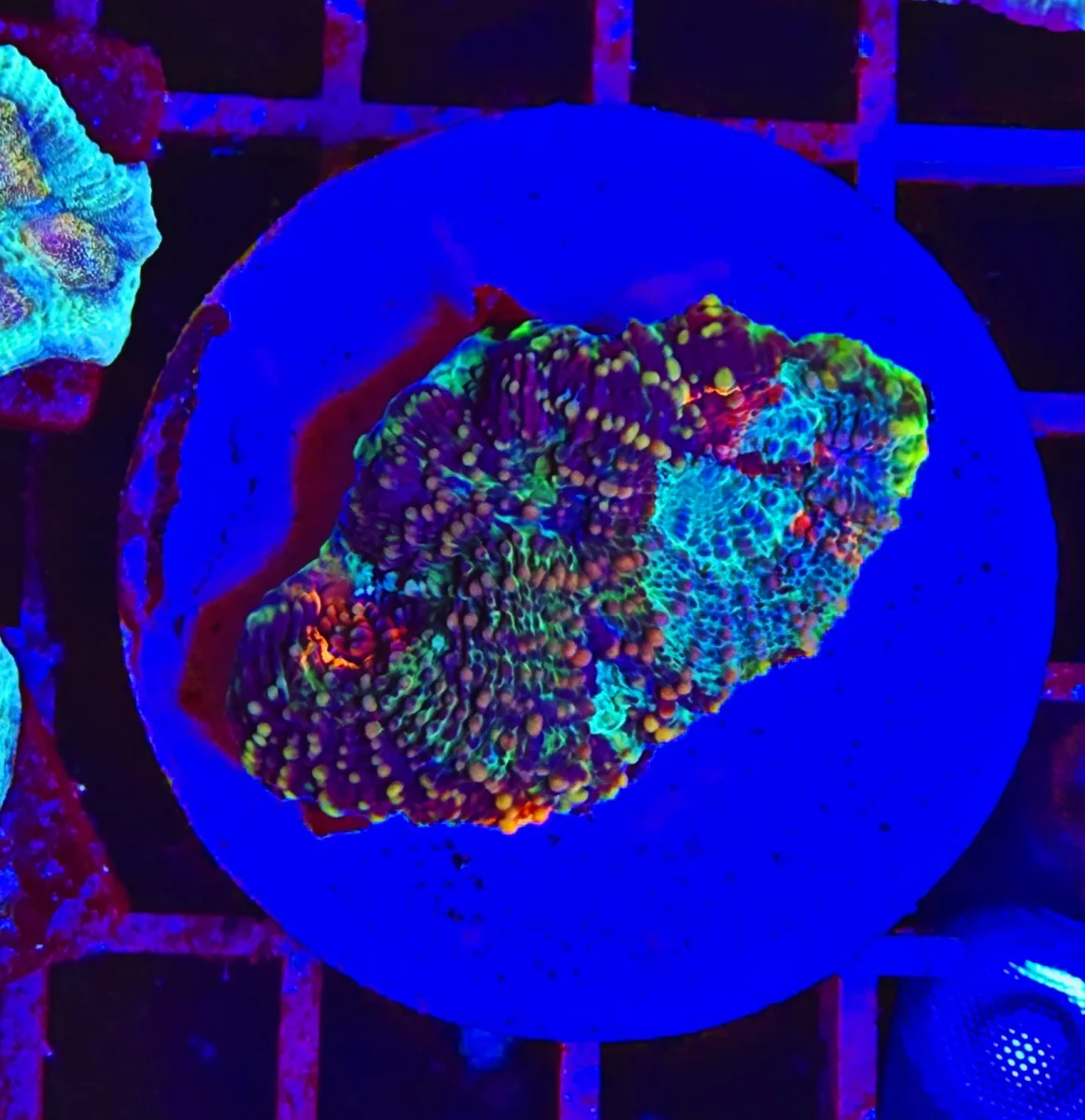 Acanthastrea echinata “galaxy”