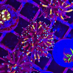 Galaxea fascicularis – dragon soul