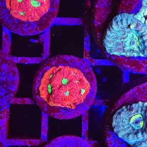 Favites pentagona, red – small