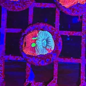 Favites pentagona, “war coral” – small