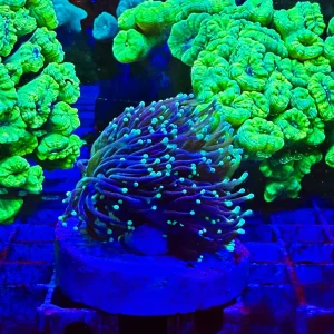 Euphyllia glabrescens “moon”,  4-6 calici