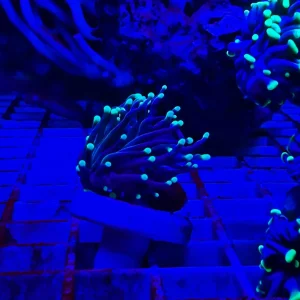 Euphyllia glabrescens “moon”,  1 calice