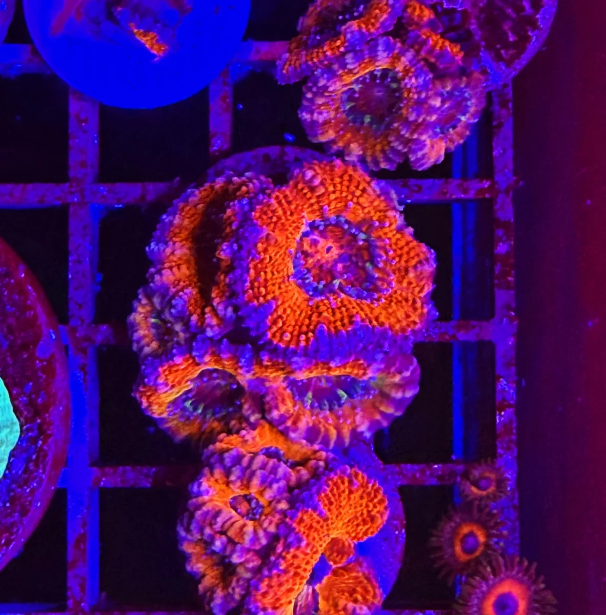 Acanthastrea lordhowensis