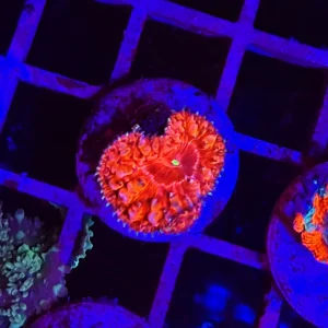 Blastomussa wellsi, red – small