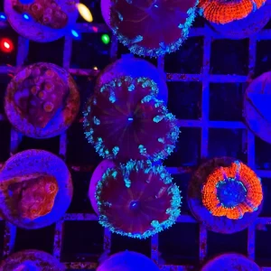 Blastomussa merletti green dark – 1-2 calici