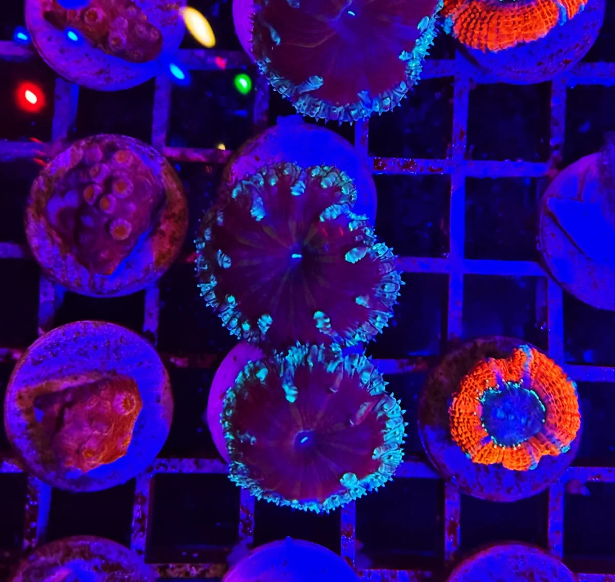 Blastomussa merletti green dark – 1-2 calici - immagine 2