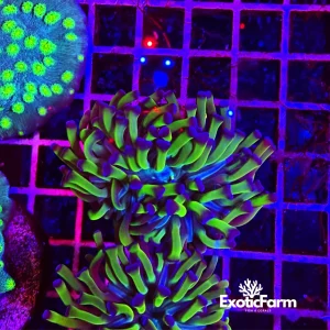 Euphyllia parancora “violet spike” 1 calice