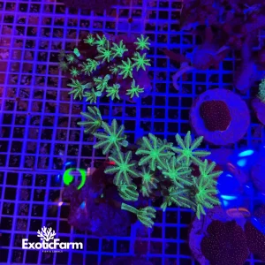 Anthelia papaya “green reset”, taglia medio-grande