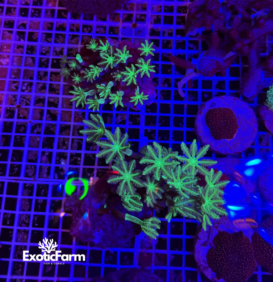 Anthelia papaya “green reset”, taglia medio-grande - immagine 2