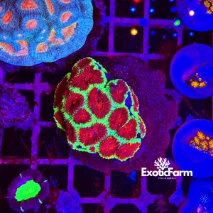 Favia sp. “devil eyes” – large – ALLEVATE DA NOI