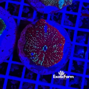 Discosoma interstellar