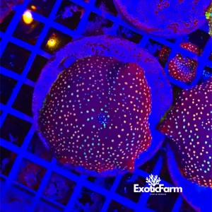 Discosoma galaxy red