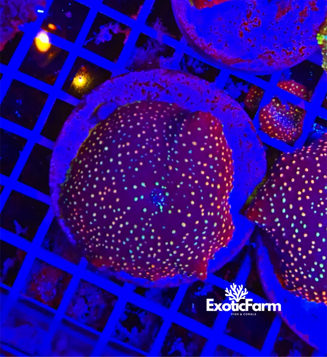 Discosoma galaxy red - immagine 2