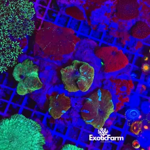 Colonia madre- Discosoma premium