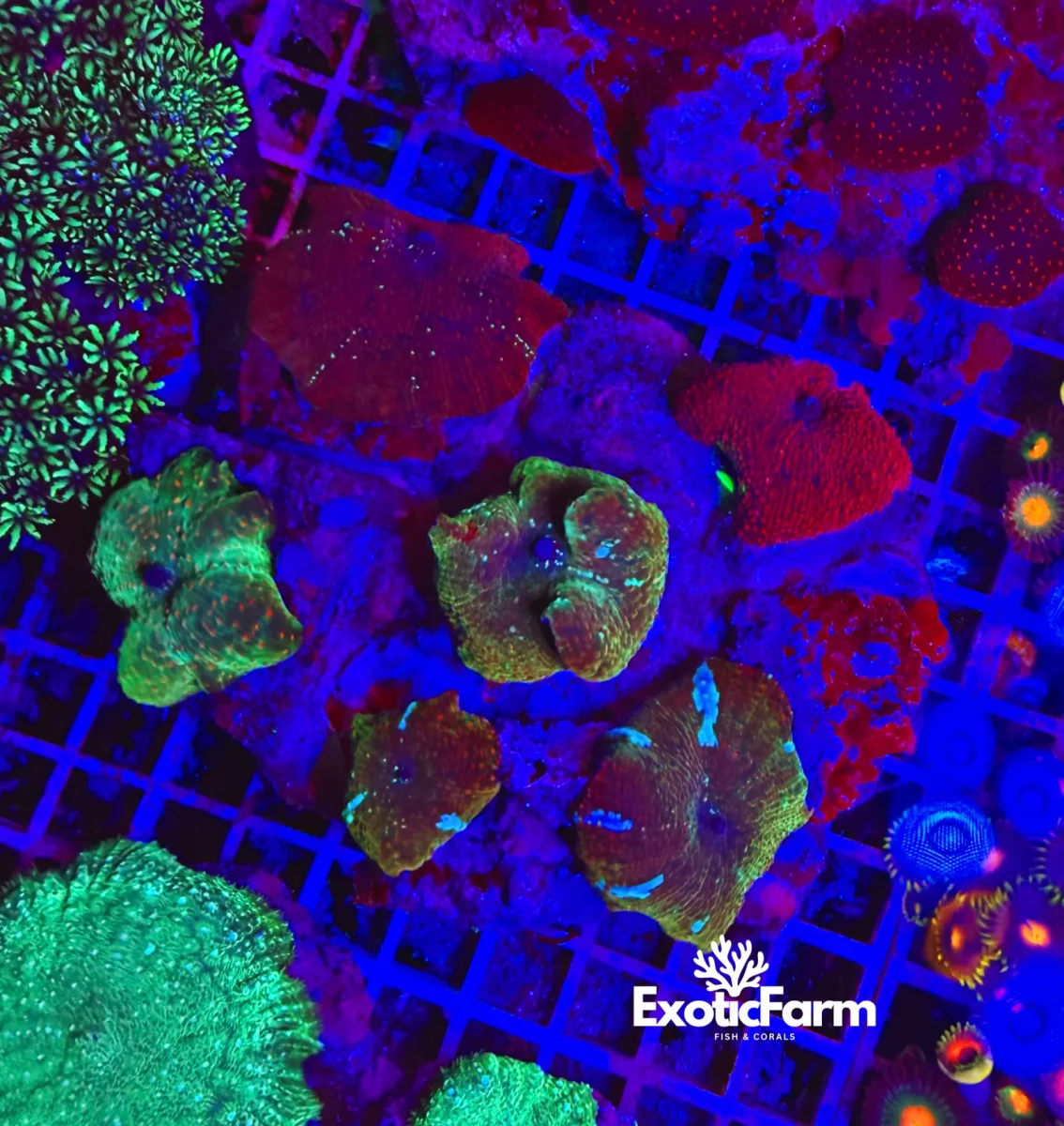 Colonia madre- Discosoma premium - immagine 2