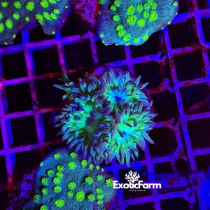 Duncanopsammia axifuga “green” 3-4 calici