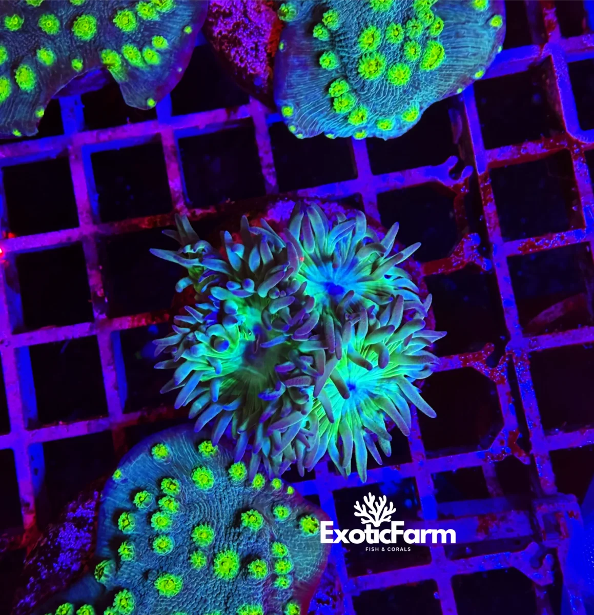 Duncanopsammia axifuga “green” 3-4 calici