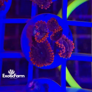 Zoanthus valentine day – 3-4 polipi, GRADO A