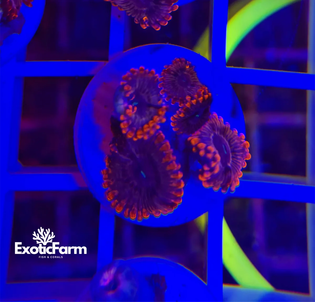 Zoanthus valentine day – 3-4 polipi, GRADO A