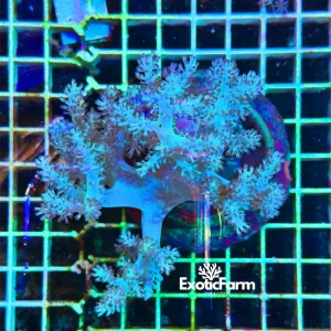 Capnella imbricata blue – kenya tree, taglia XL