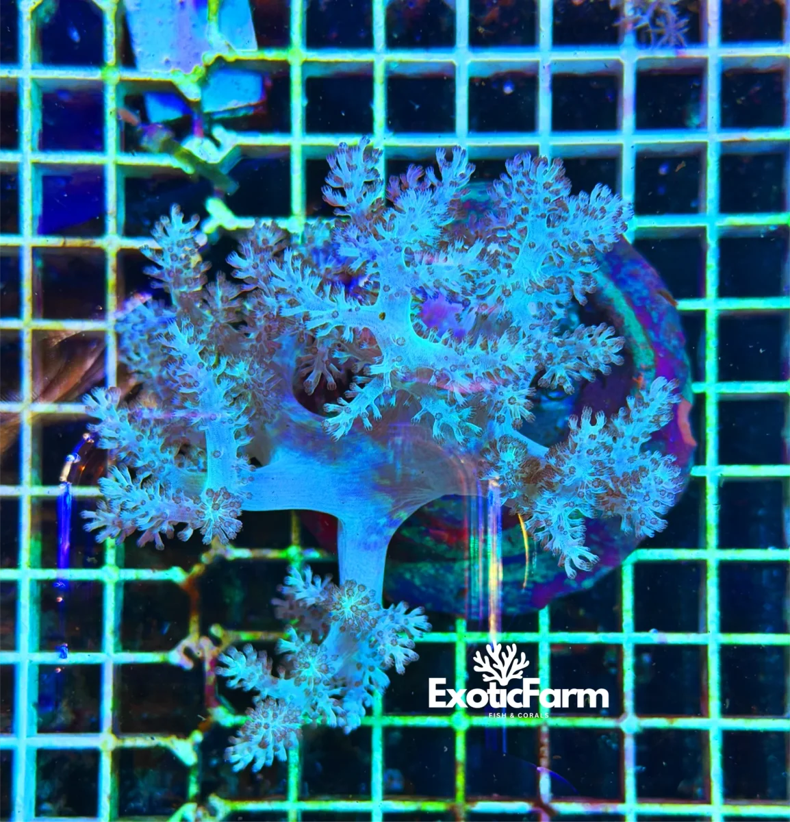 Capnella imbricata blue – kenya tree, taglia XL - immagine 2