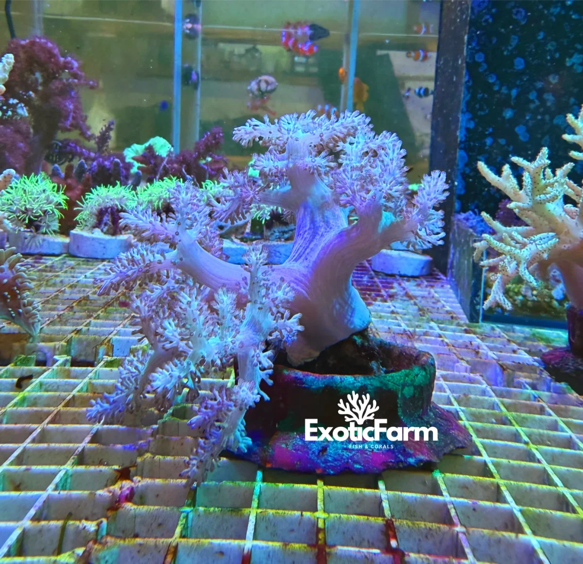 Capnella imbricata blue – kenya tree, taglia XL - immagine 3