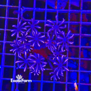 Anthelia papaya, pink mustache – medium