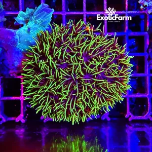 Clavularia viridis, medium