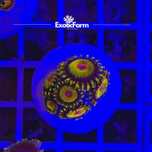 Zoanthus rasta – 6-8 polipi, GRADO A