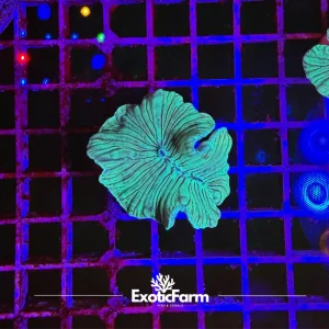 Plerogyra turbida – small