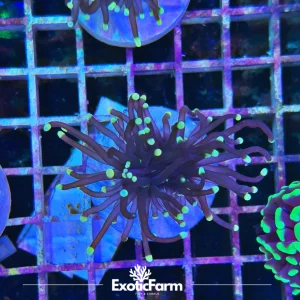 Euphyllia glabrescens “golden dragon”