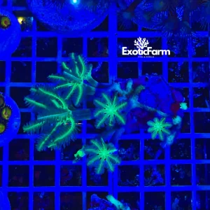 Anthelia papaya “green reset”, medium