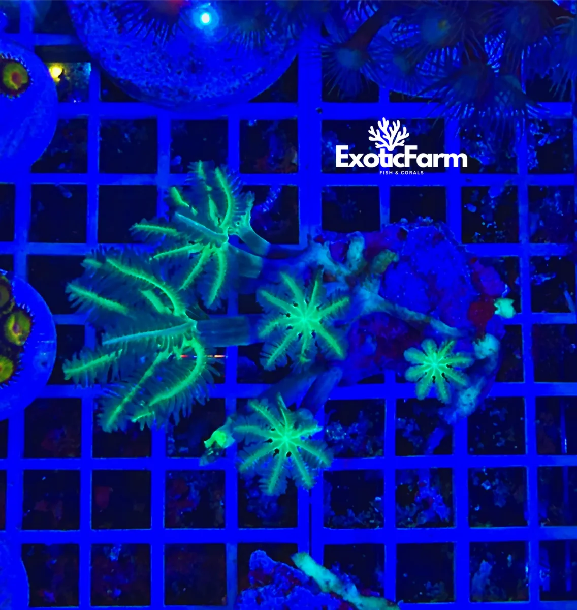 Anthelia papaya “green reset”, medium