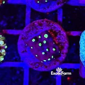 Cyphastrea “black night” – small