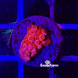 Cyphastrea “red tomato” – small