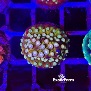 Cyphastrea “banana” – small