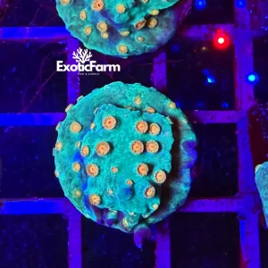 Cyphastrea “electric canopy” – small